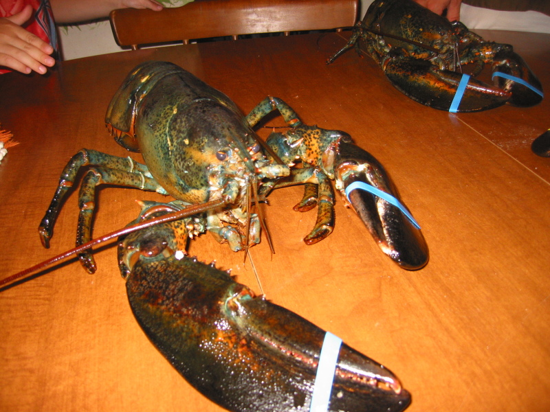 2005/07 July/Cape Cod Trip/800x600_IMG_2131.JPG
